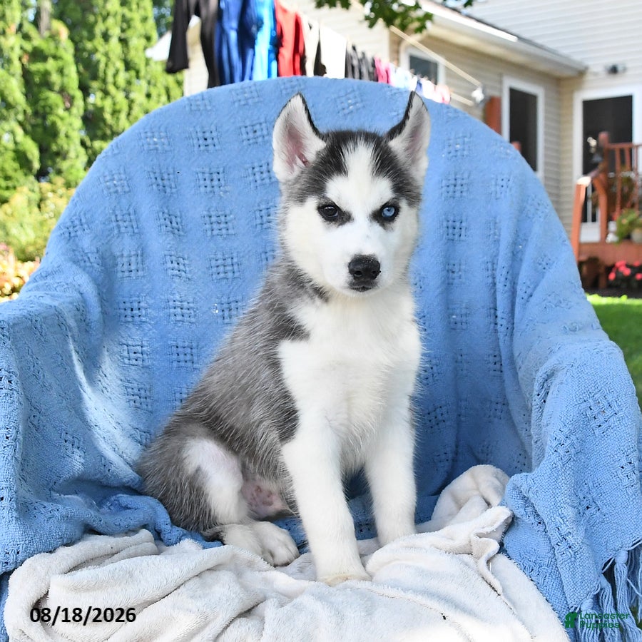 Siberian Husky dogs Norman - Ad 2