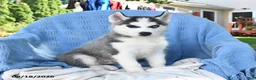 Siberian Husky dogs for sale: Norman - Ad 2