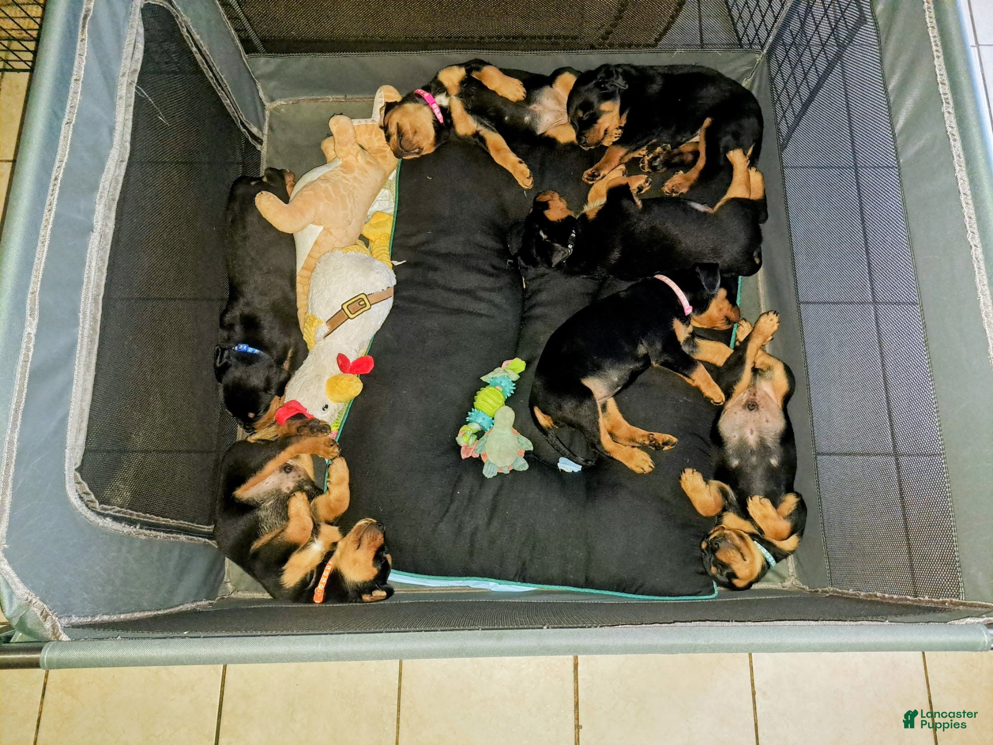 Rottweiler dogs Rottweiler Puppy 1 - Ad 4