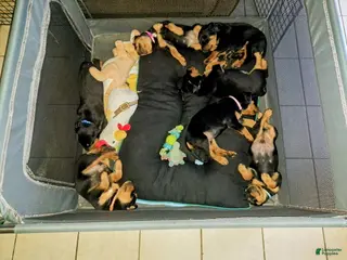 Rottweiler dogs Rottweiler Puppy 1 - Ad 4