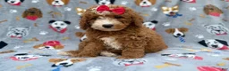 Mini Goldendoodle dogs for sale: Lucy - Ad 9