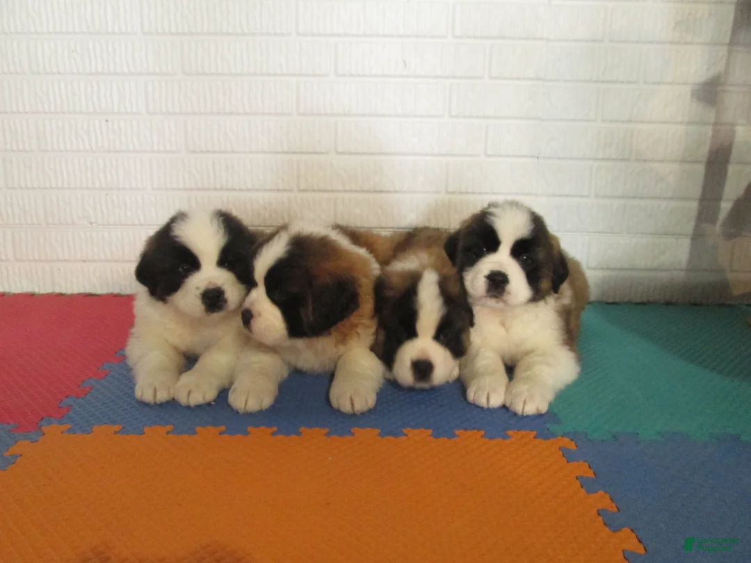 Saint Bernard dogs for sale: TORETTO - Ad 2