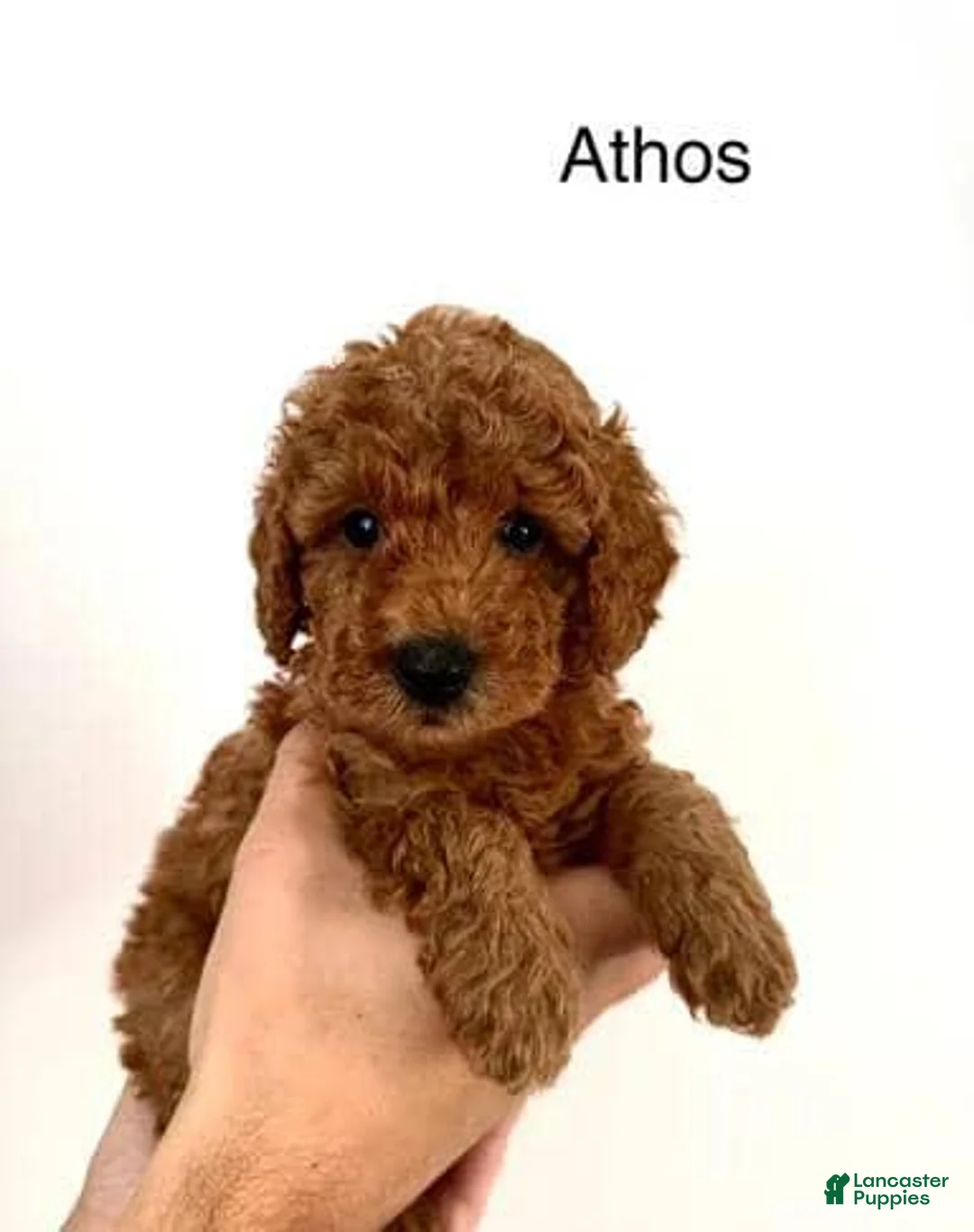 Toy Poodle dogs for sale: Athos - Ad 1