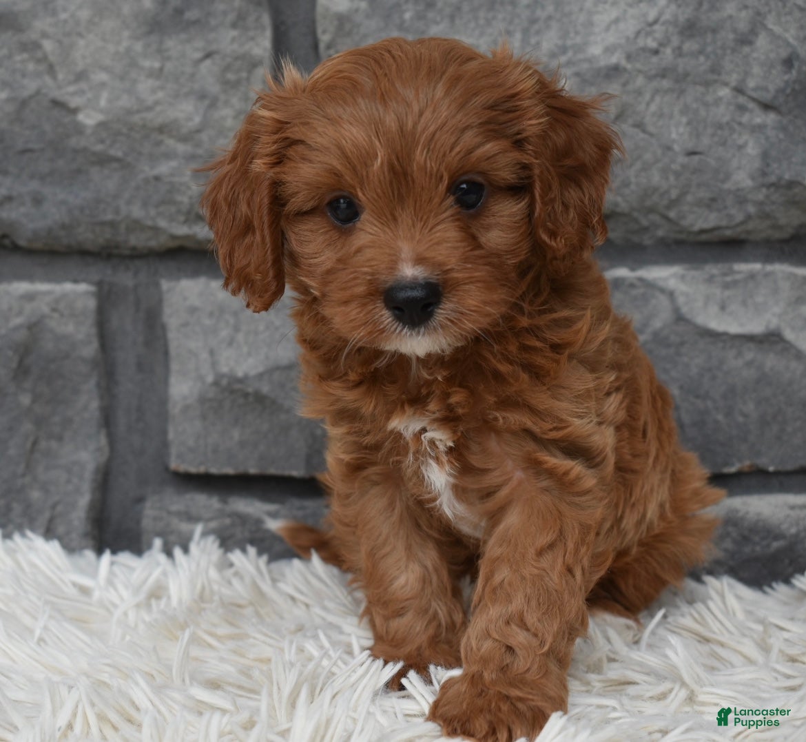 Cavapoo dogs Rocky  - Ad 1