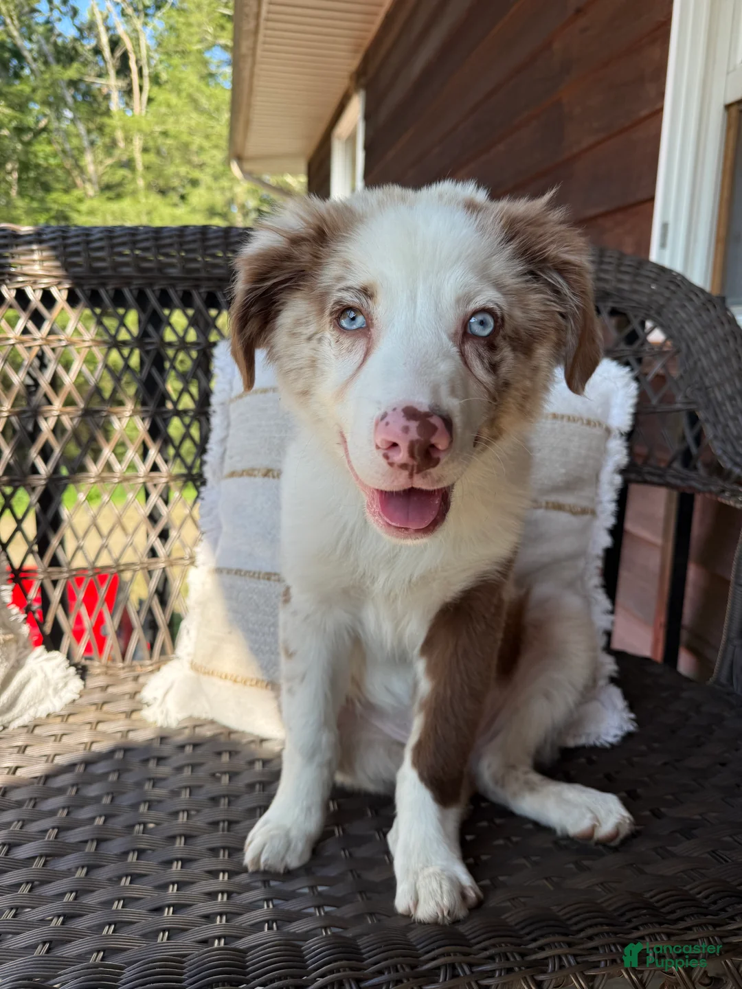 Australian Shepherd dogs for stud: Goose  - Ad 4