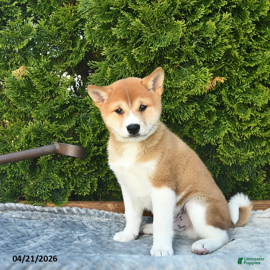 Shih Tzu dogs for sale: Buddy - Ad 1