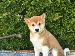 Shih Tzu dogs for sale: Buddy - Ad 2