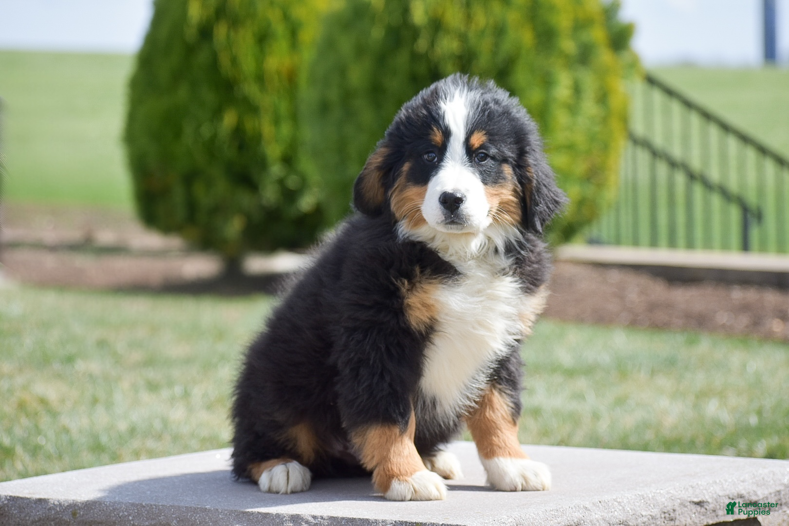 Bernese Mountain Dog dogs Elwood - Ad 1