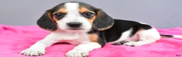 Beagle dogs for sale: Dixie - Ad 2