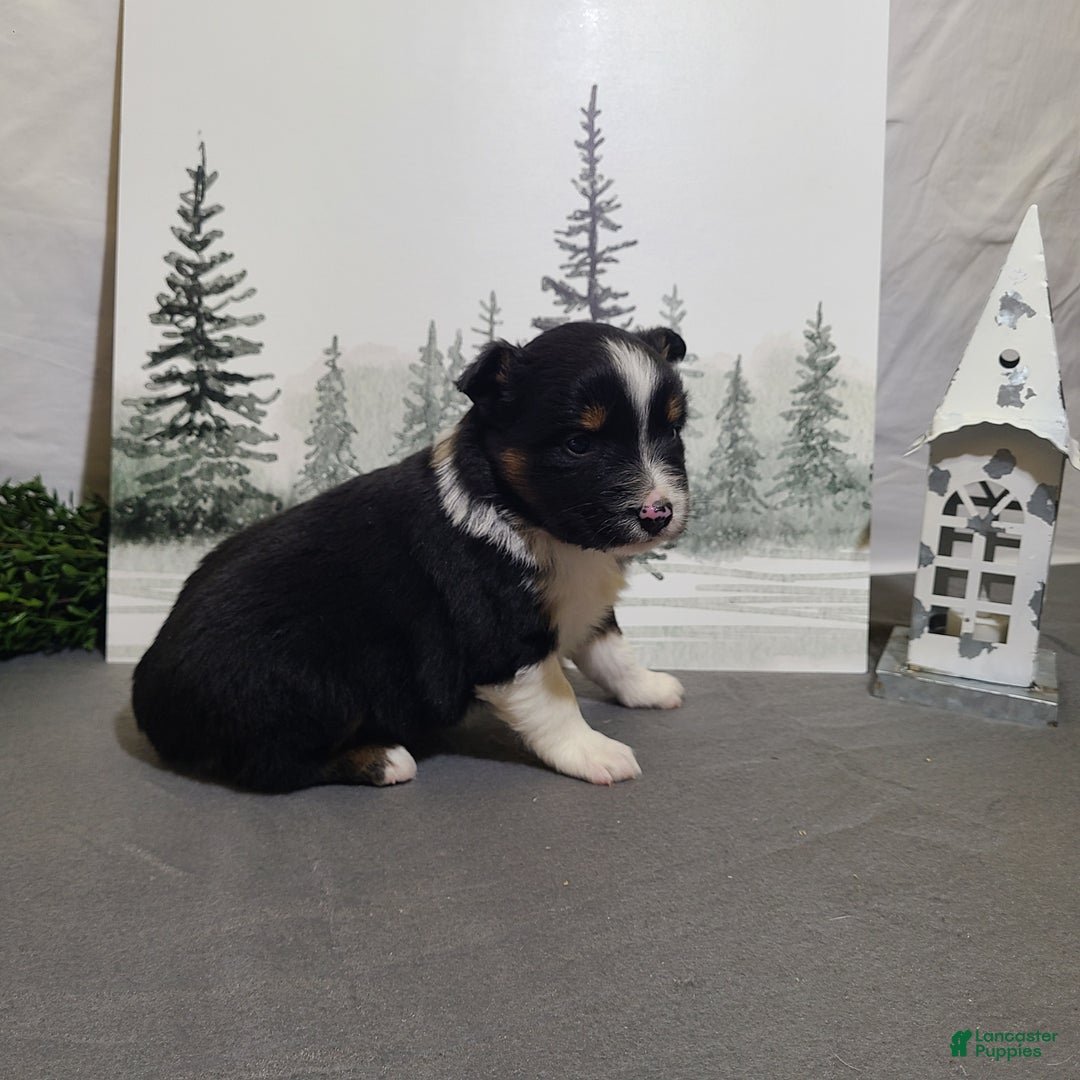 Miniature Australian Shepherd dogs for sale: Annie - Ad 3