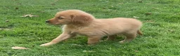 Golden Retriever dogs for sale: Golden Retriever 2 - Ad 4