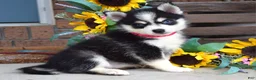 Pomsky dogs for sale: Penny - Ad 8