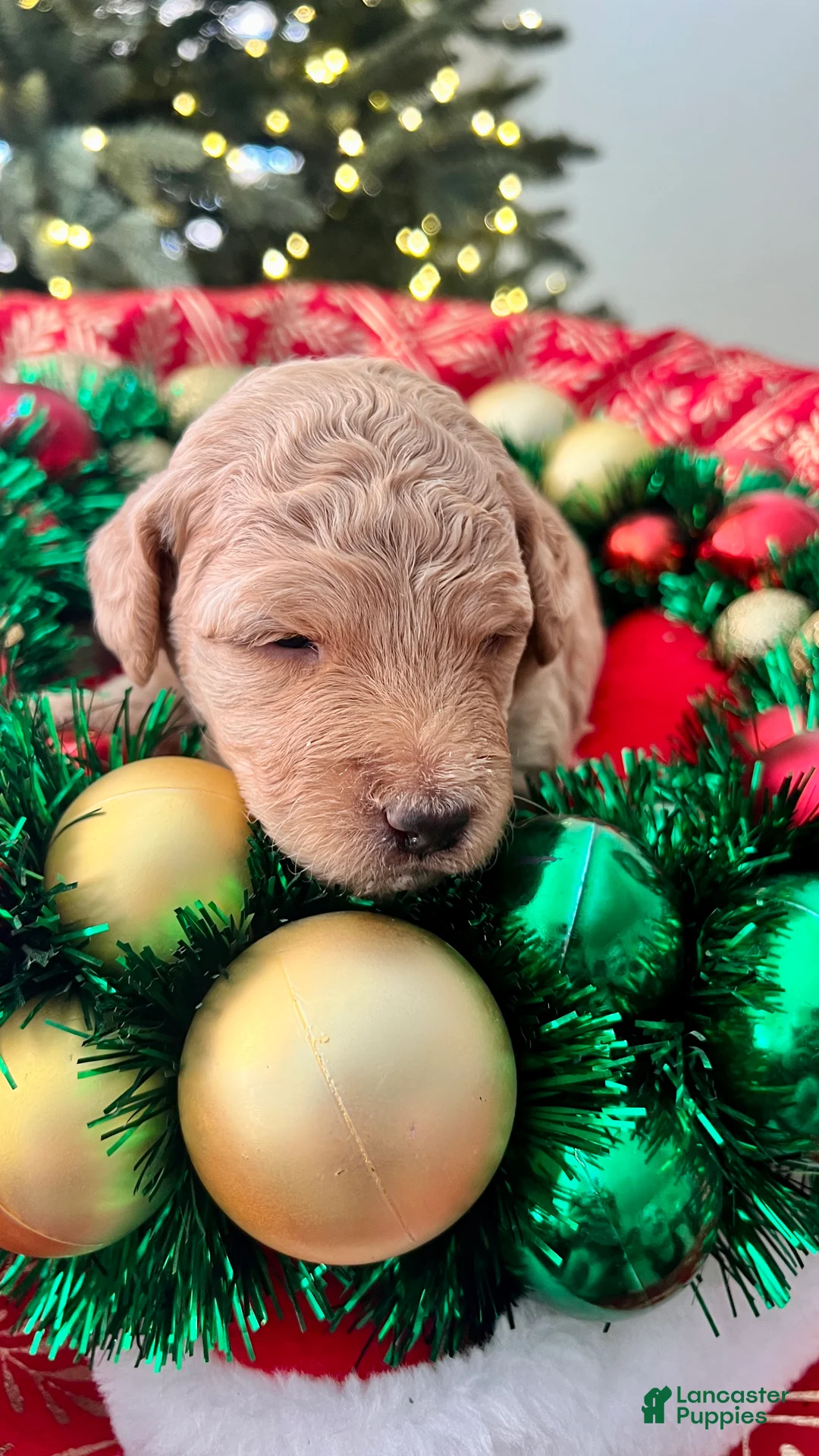 Goldendoodle dogs for sale: Luv – Apricot Medium Goldendoodle (F) – Service Dog Temperament Candidate - Ad 5