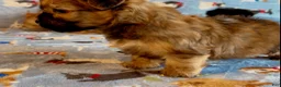 Shorkie dogs for sale: Shorkie 2 - Ad 17
