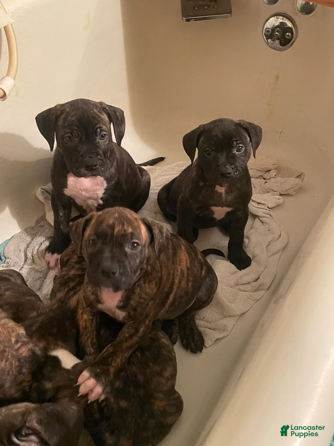 Mixed Breed dogs for sale: Mixed Breed 1 - Ad 2