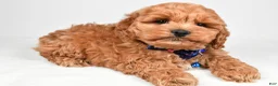 Cockapoo dogs for sale: Vince - Ad 2