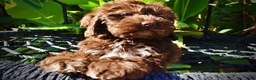 Havapoo dogs for sale: Prince - Ad 11