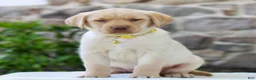 Labrador Retriever dogs for sale: Tucker  - Ad 2