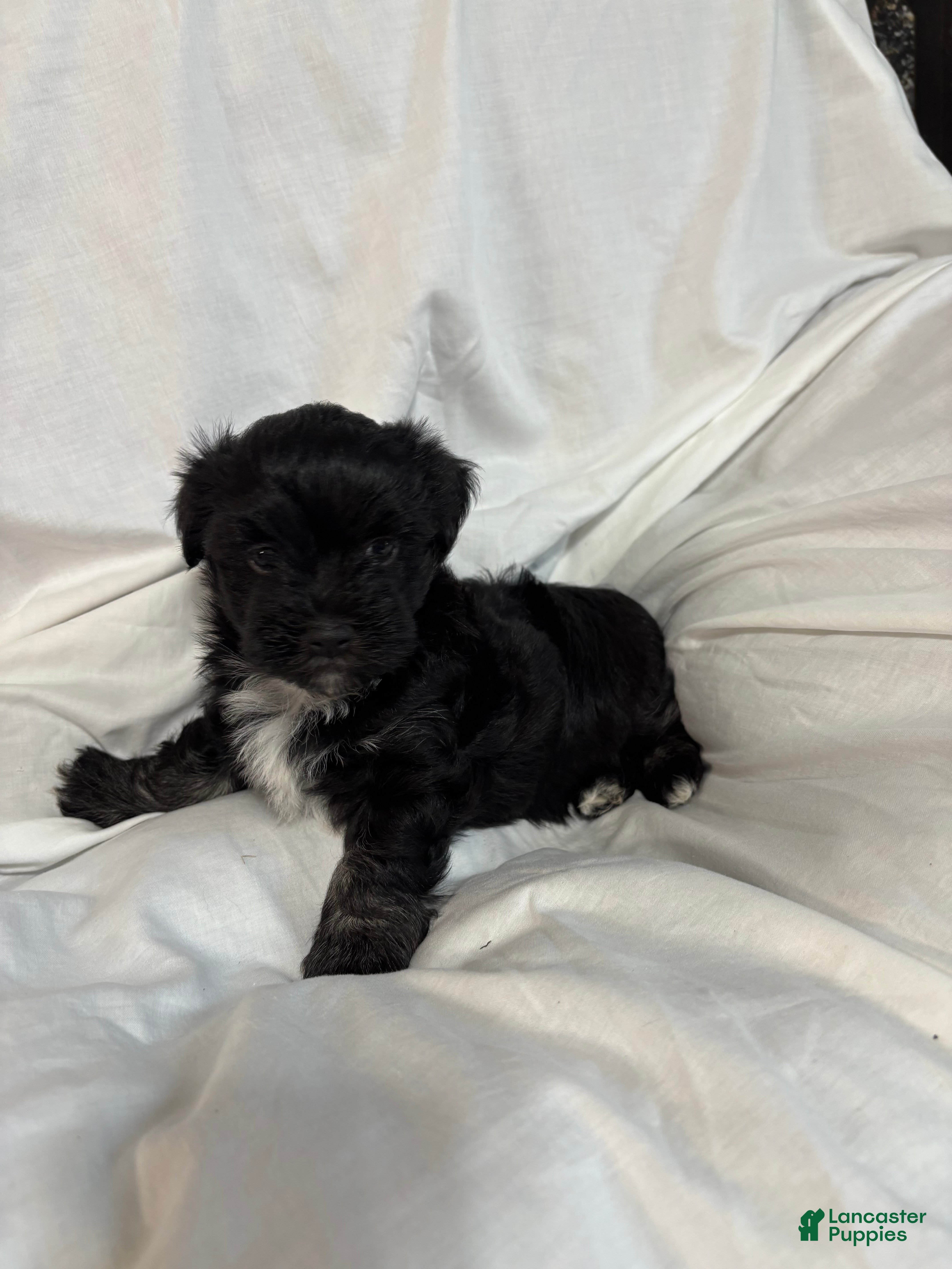 Havanese dogs Fritzy - Ad 2