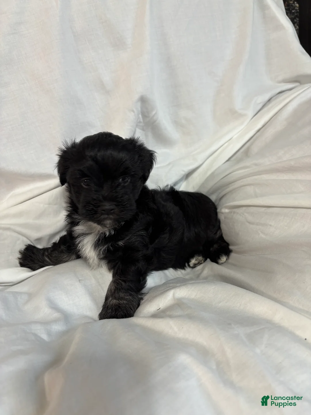 Havanese dogs for sale: Fritzy - Ad 2