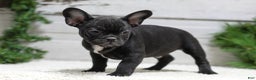 French Bulldog dogs for sale: Casper - Ad 5