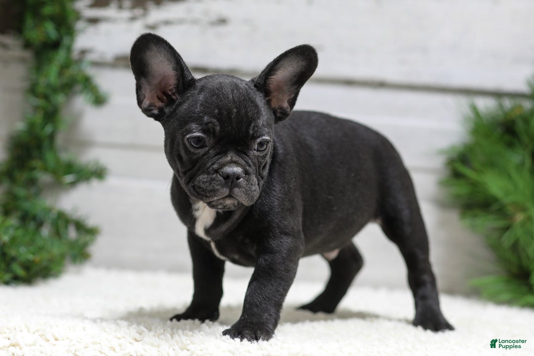 French Bulldog dogs for sale: Casper - Ad 5
