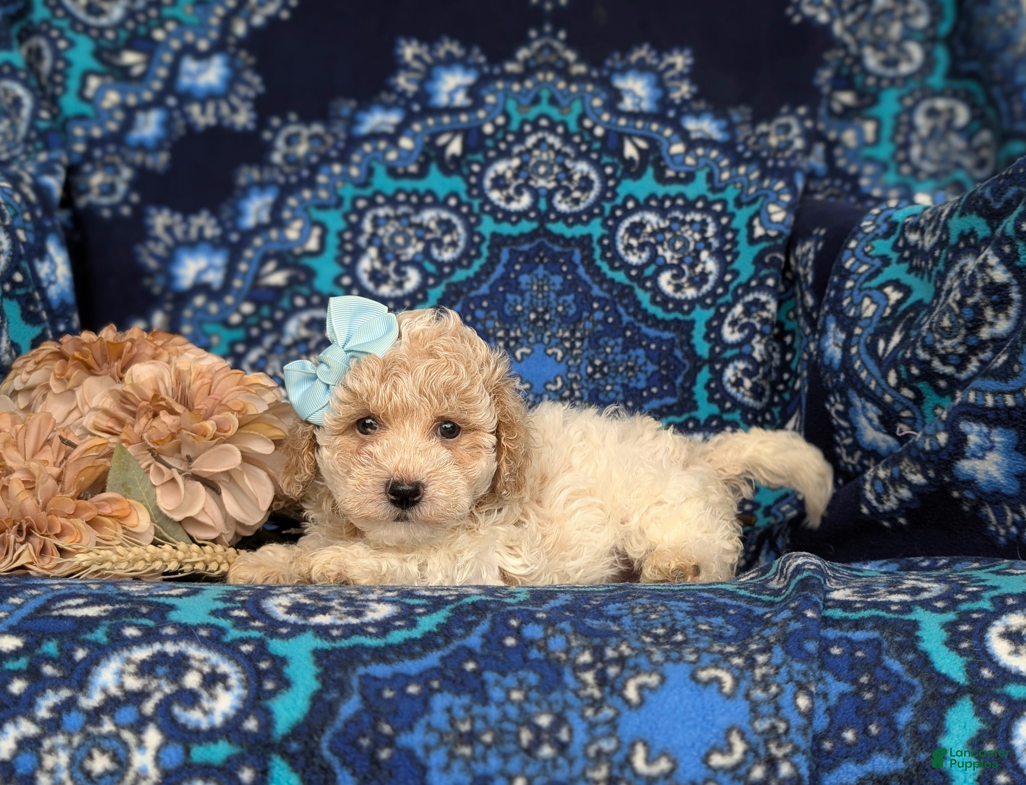 Bichpoo dogs Susie Hypoallergenic - Ad 2