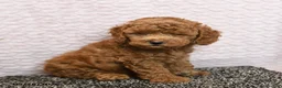 Cockapoo dogs for sale: Reggie - Ad 5
