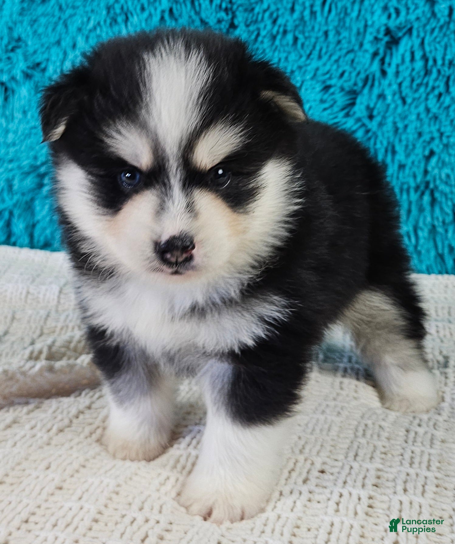 Pomsky dogs Sarge  - Ad 2