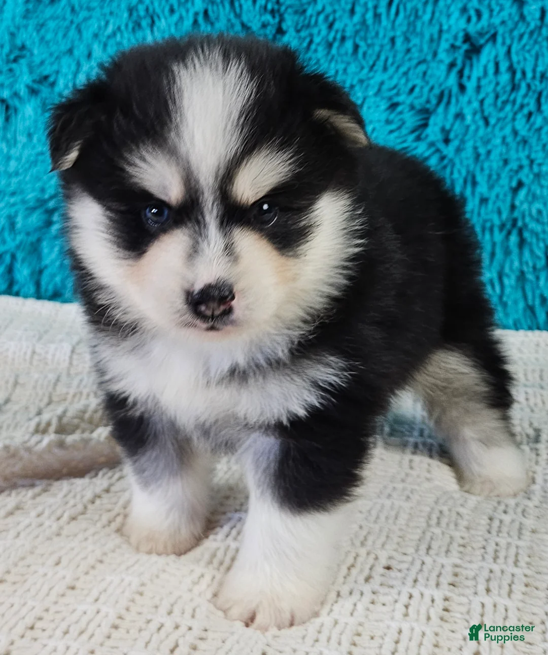 Pomsky dogs for sale: Sarge  - Ad 2