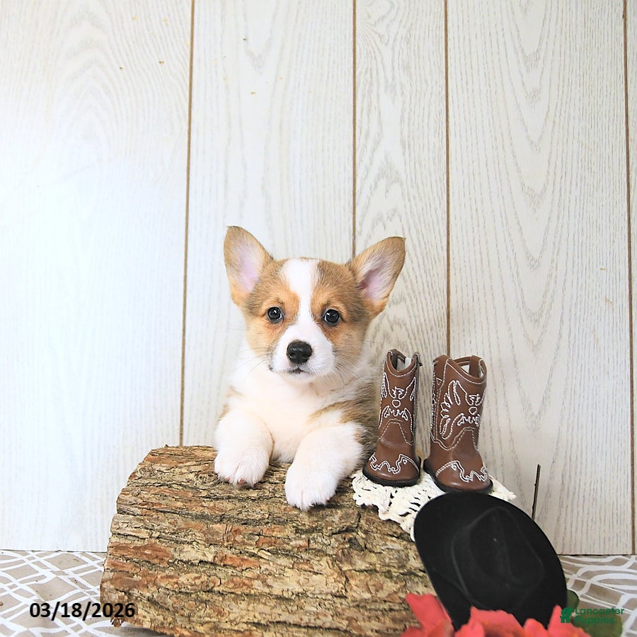 Welsh Corgi Pembroke dogs Kayla - Ad 1