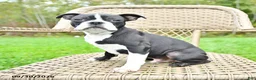 Boston Terrier dogs for sale: Billy - Ad 3