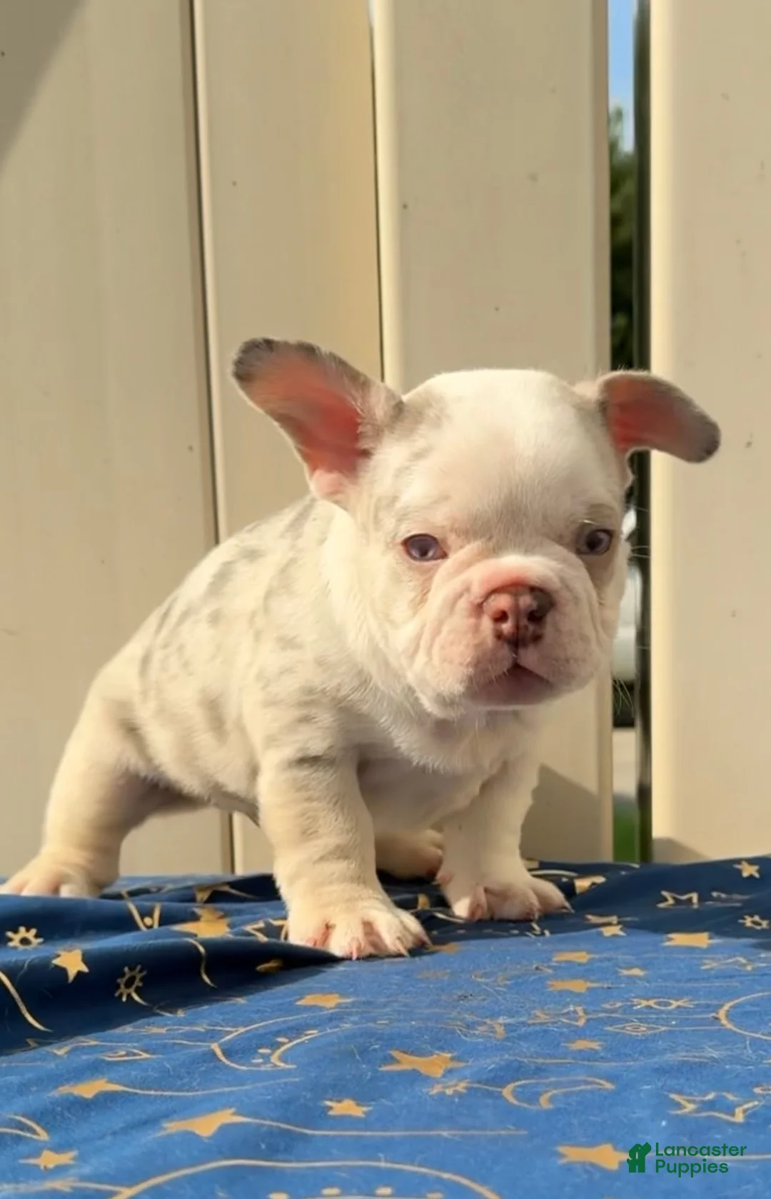 French Bulldog dogs for sale: Merle Boy #1 - Ad 2