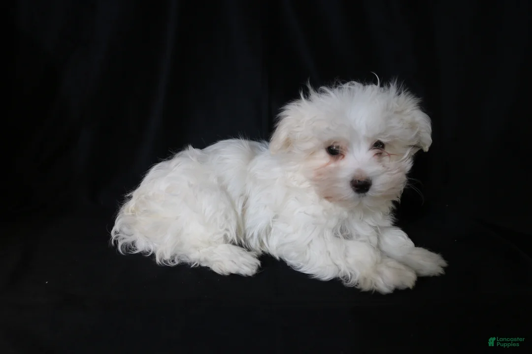 Maltese dogs for sale: Leo - Ad 6