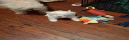 Yorkiepoo dogs for sale: Yorkiepoo 1 - Ad 5