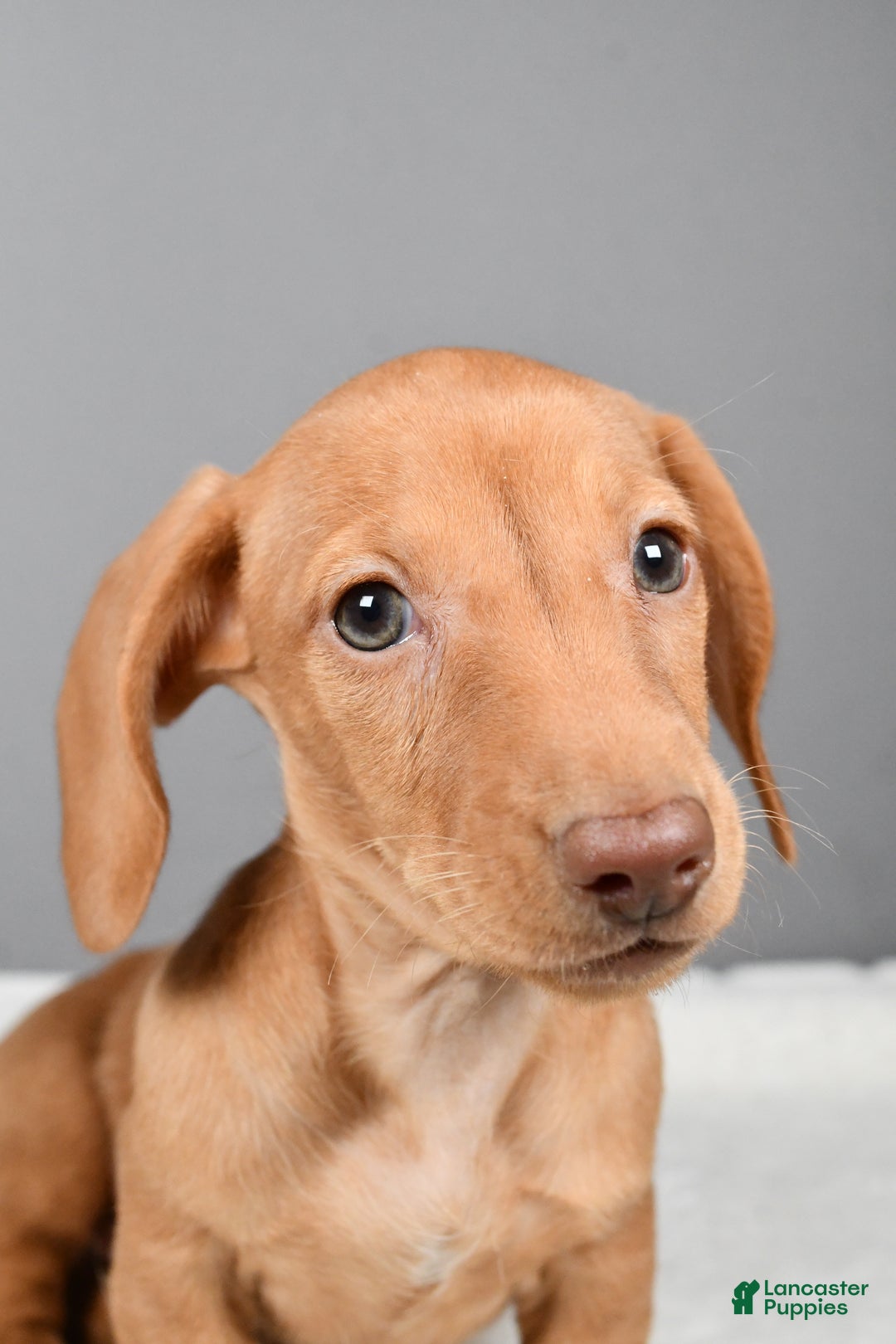 Miniature Dachshund dogs for sale: Valentine - Ad 8
