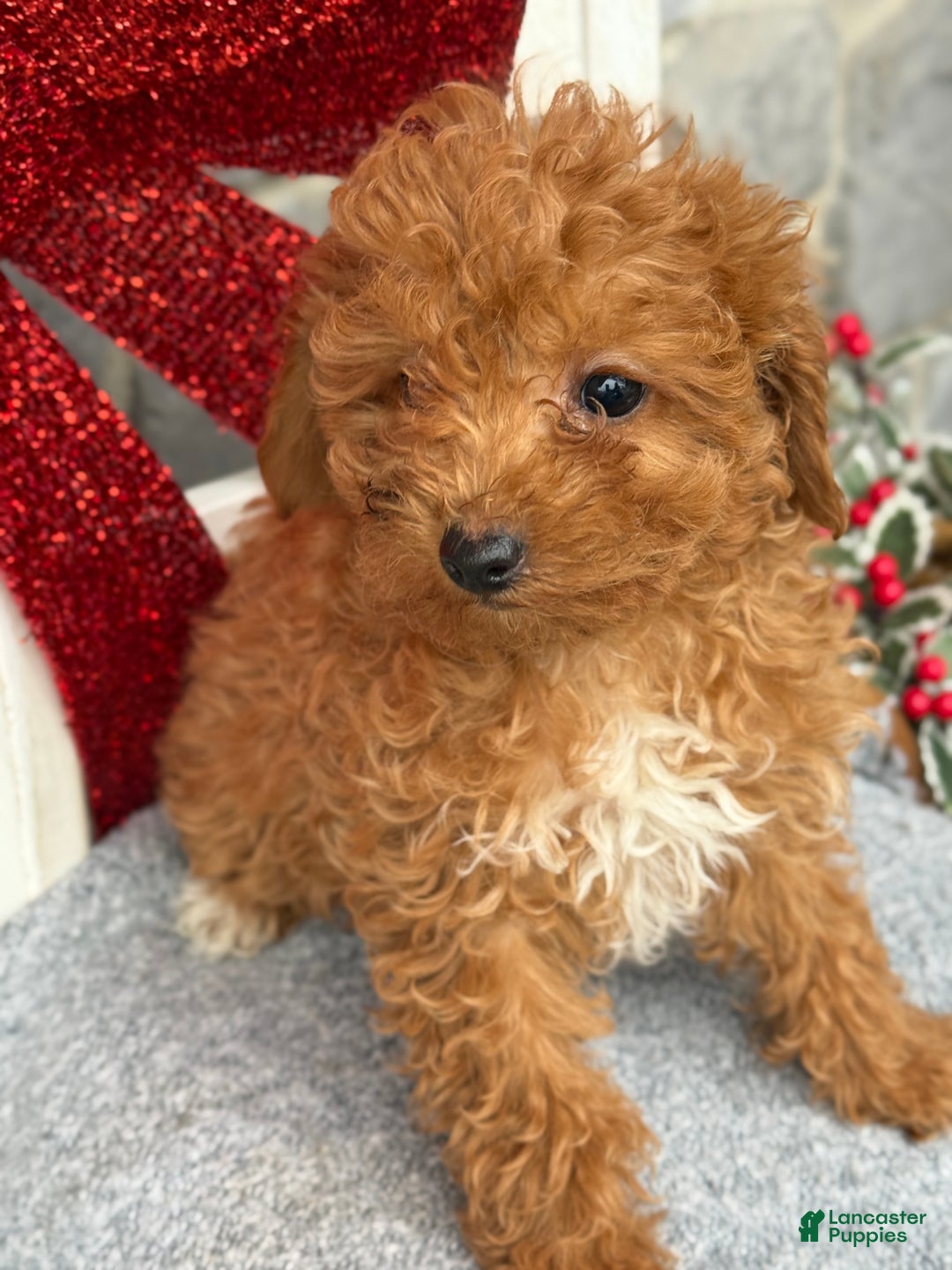 Toy Poodle dogs for sale: Kira - Ad 11