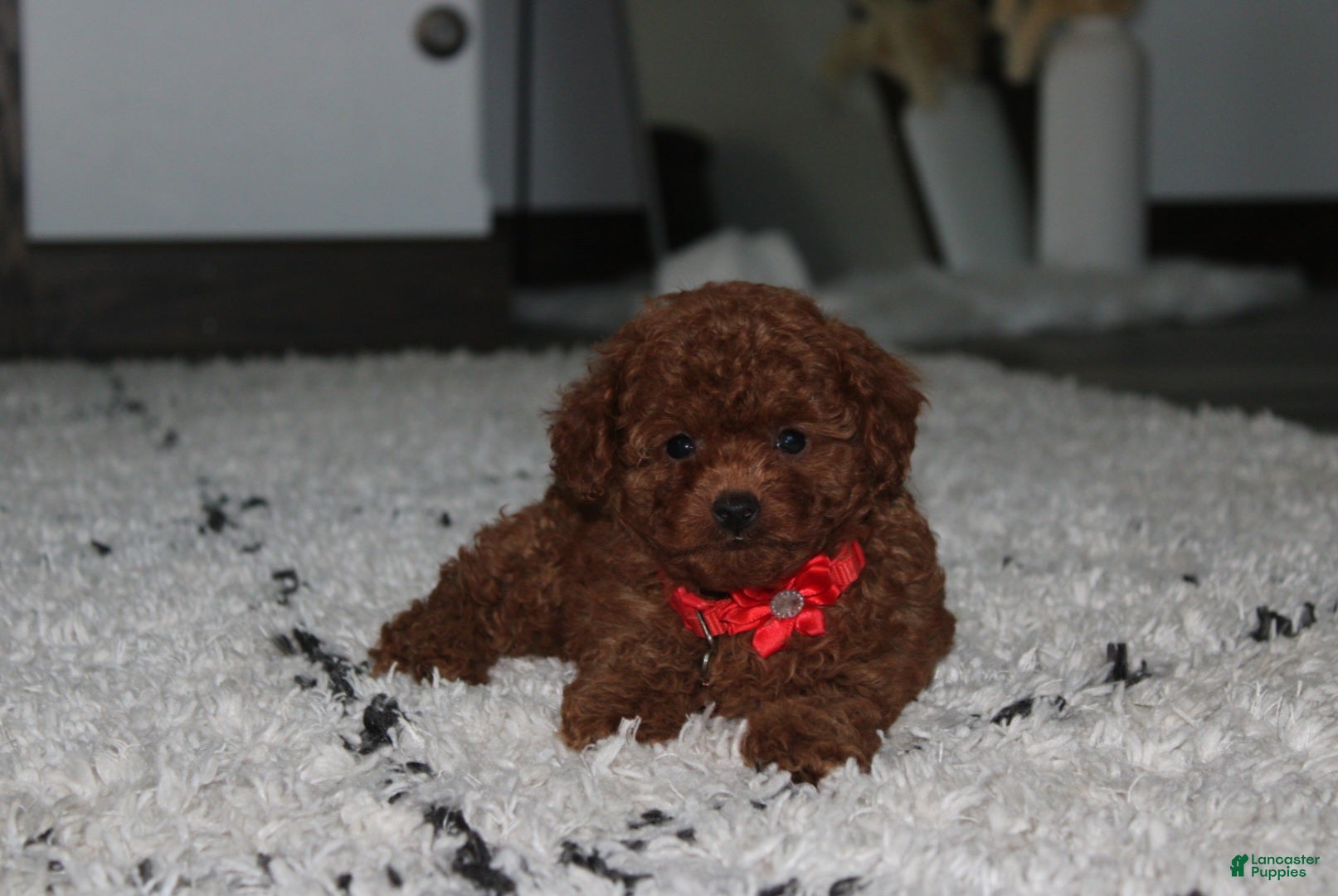 Toy Poodle dogs Acey - Ad 2
