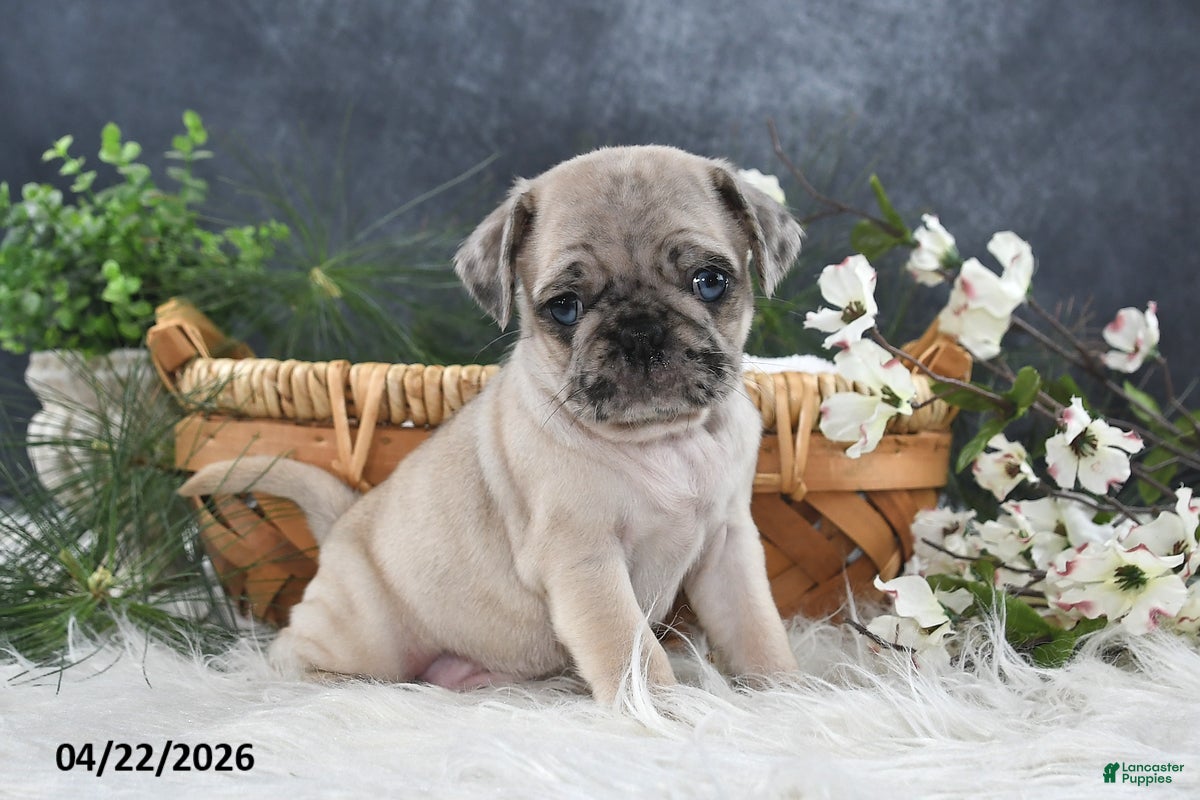 Pug dogs Griffin - Ad 2