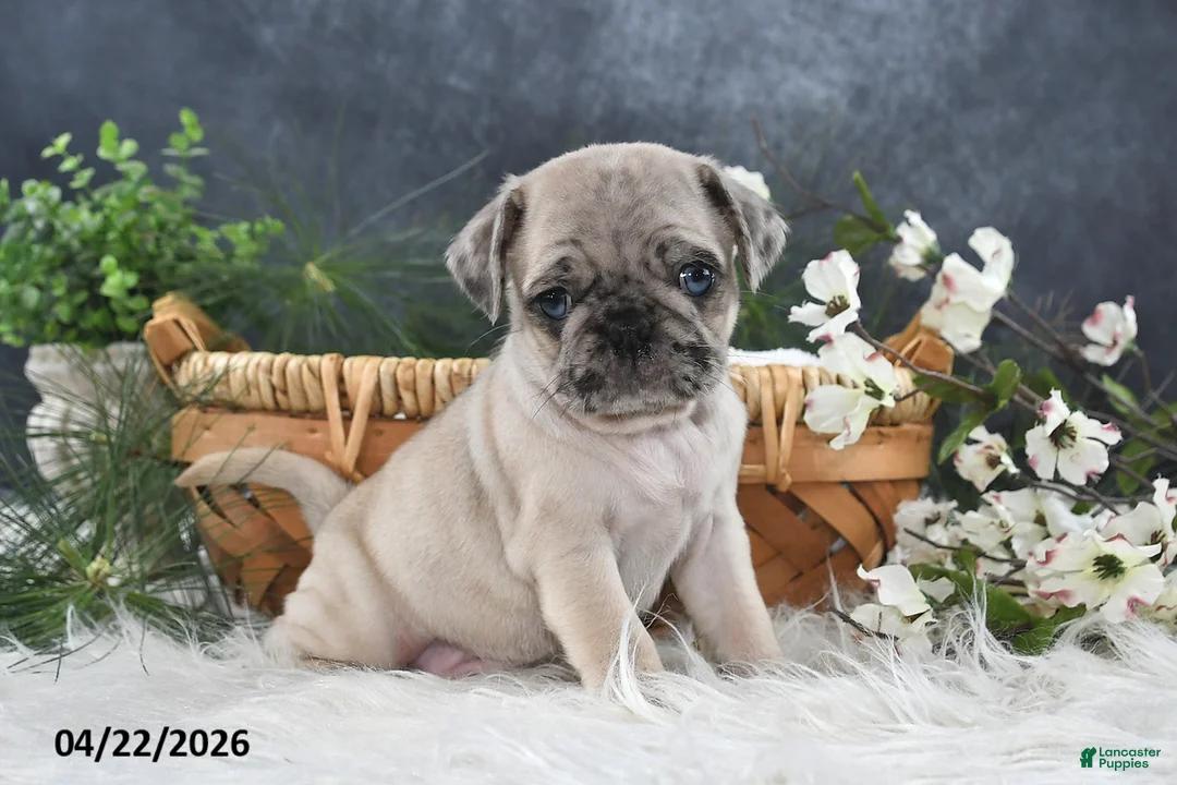 Pug dogs for sale: Griffin - Ad 2