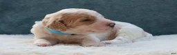 Goldendoodle dogs for sale: Scout - Ad 3