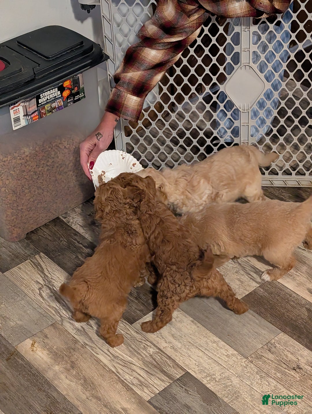 Mixed Breed dogs for sale: Milan Goldendoodle puppy - Ad 5