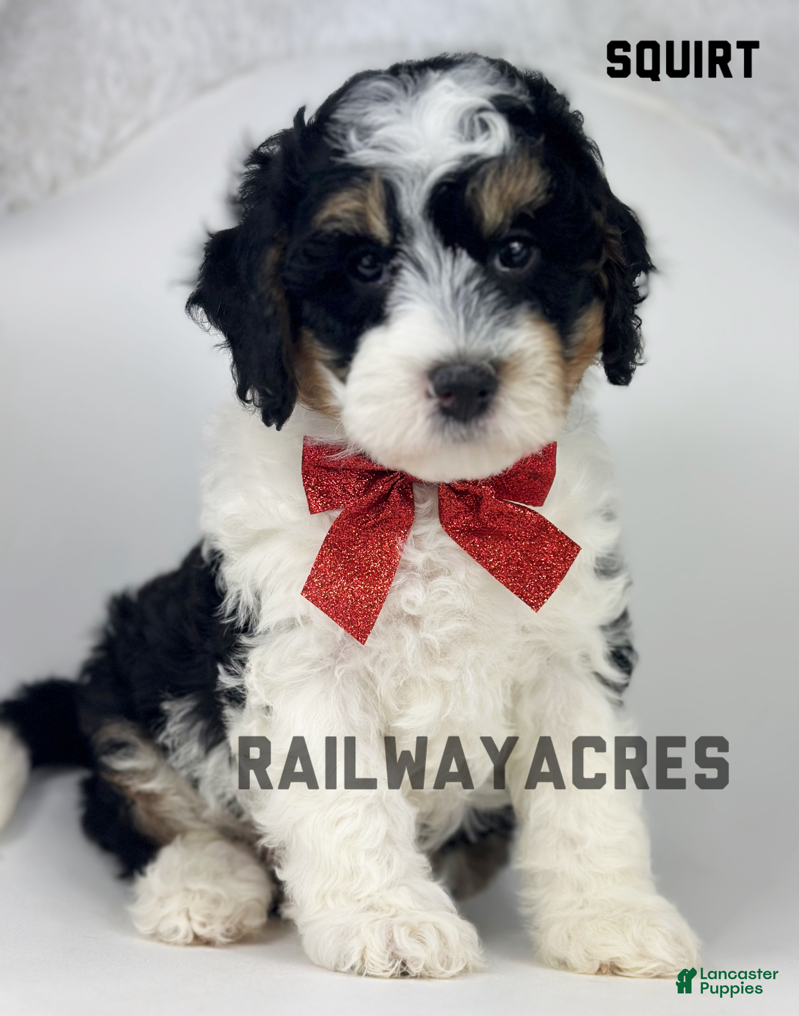 Mini Bernedoodle dogs Squirt - Ad 14