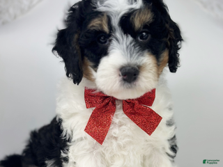 Mini Bernedoodle dogs Squirt - Ad 16