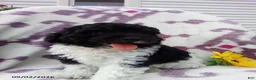 Miniature Poodle dogs for sale: Ranger - Ad 3