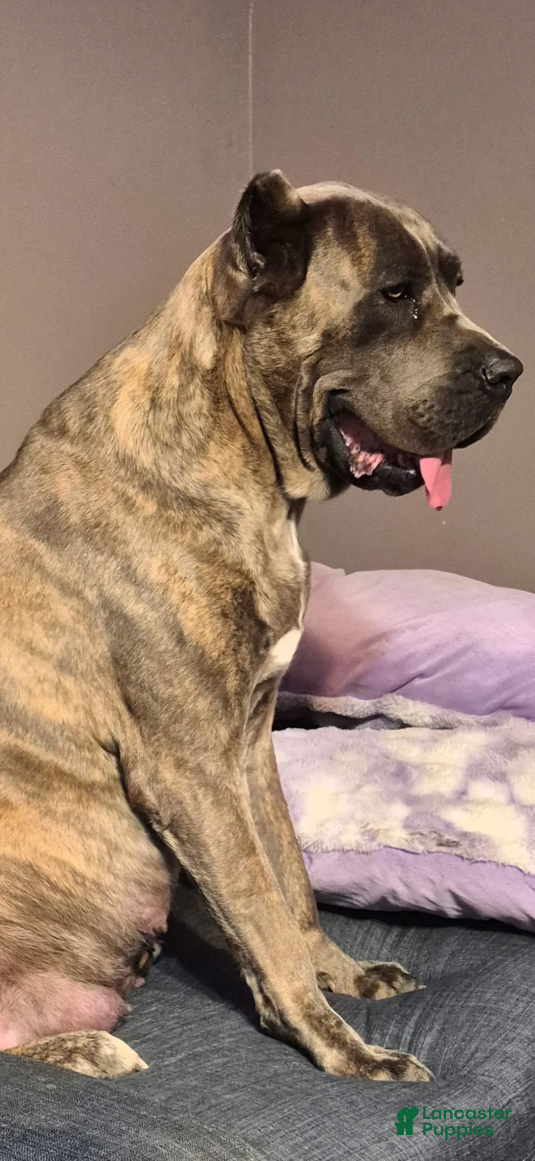 Cane Corso dogs for sale: Cane Corso 1 - Ad 2