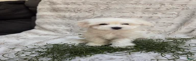 Maltipoo Puppy 2