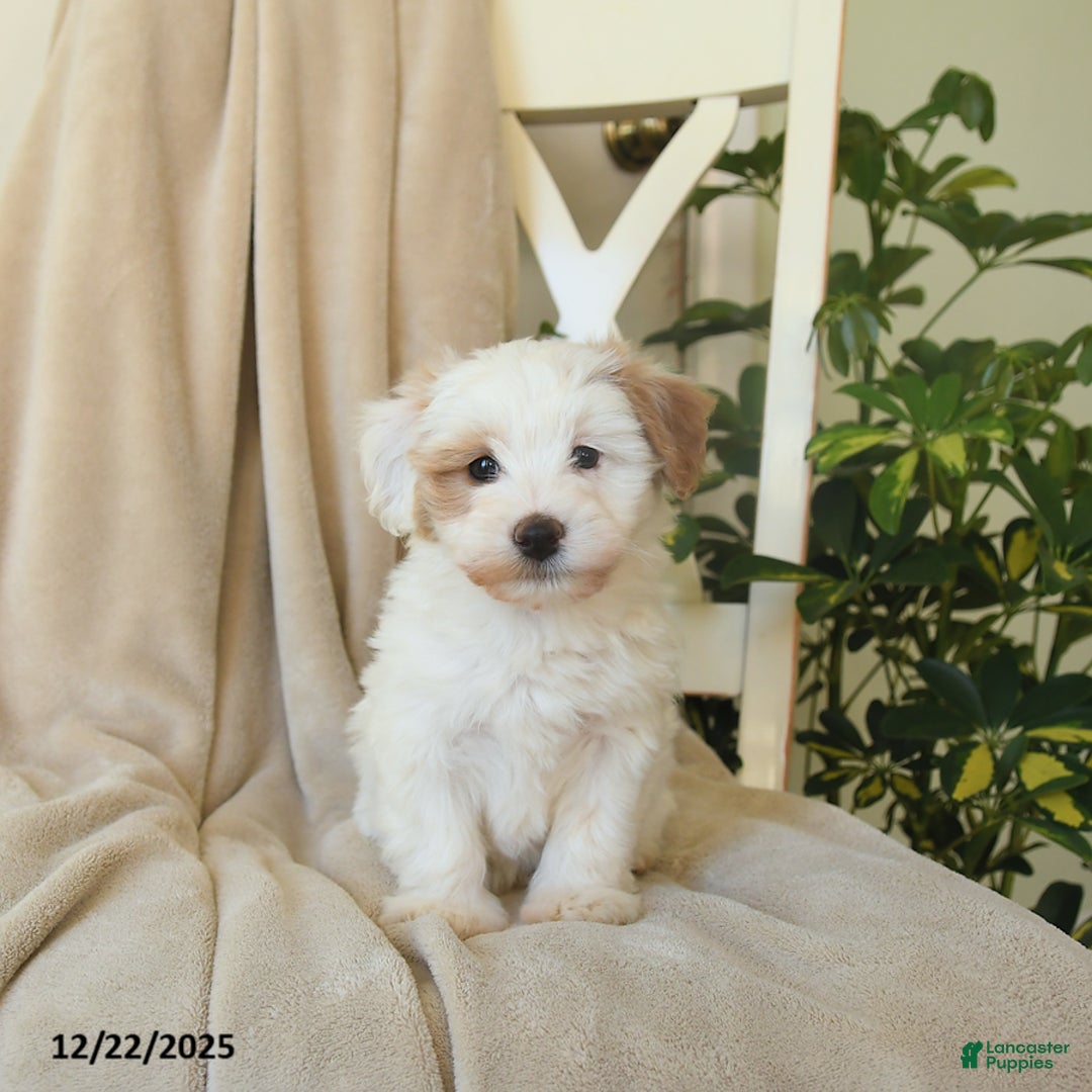 Havapoo dogs for sale: Lancelot - Ad 9