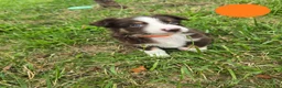 Australian Shepherd dogs for sale: Australian Shepherd Puppy Orange  - Ad 6