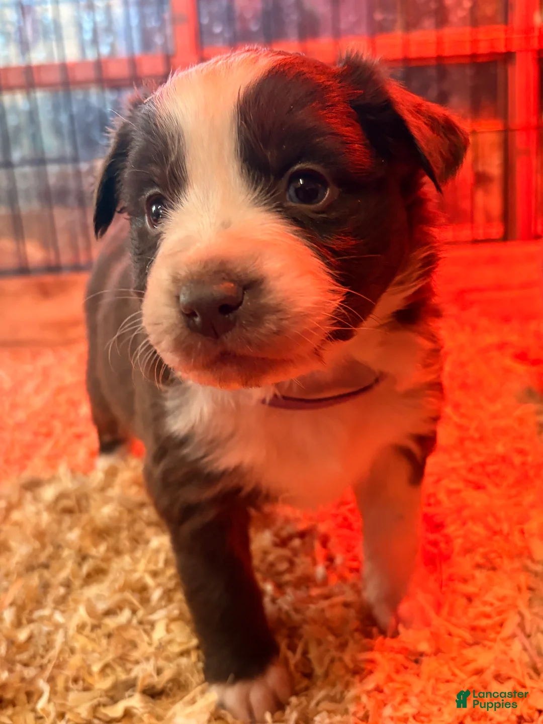 Australian Shepherd dogs for sale: Willow - Ad 1